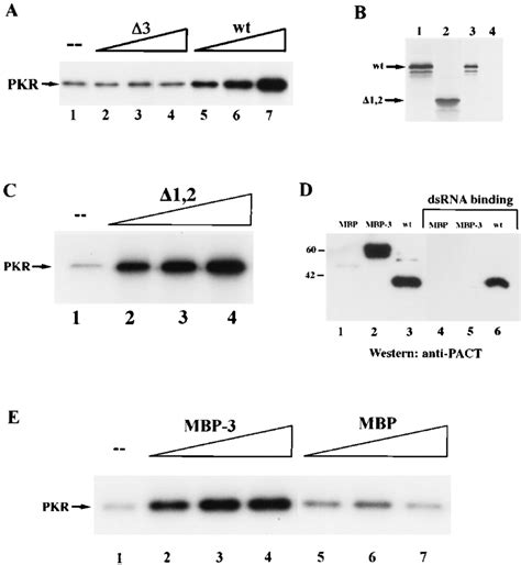 Activation Of PKR In Vitro By PACT And Its Mutants A Effects Of