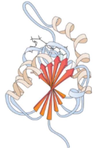 Protein Structure Diagram Quizlet