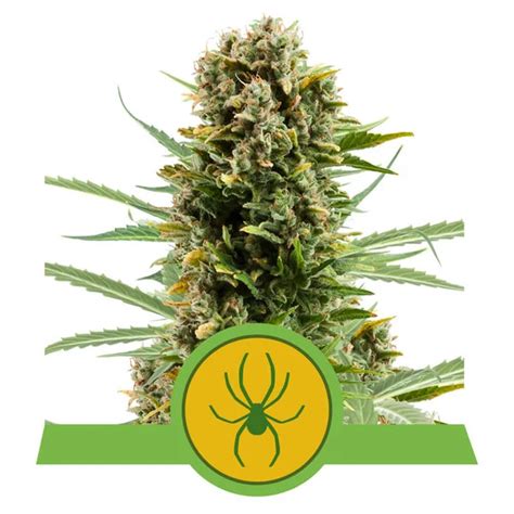 White Widow Auto Premium Weed Seeds Bank