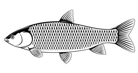 Grass carp black and white stock vector. Illustration of aquaculture ...