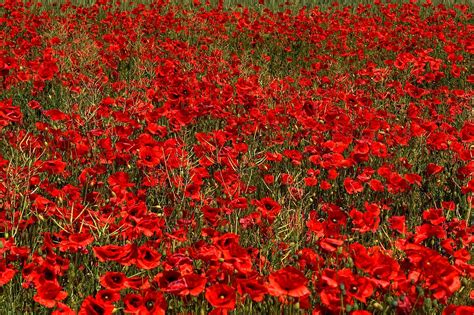 Corn Poppy Papaver Rhoeas Naturescape Wildflowers