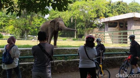 Sepi Pengunjung Begini Kondisi Di Hari Pertama Ragunan Kembali Dibuka