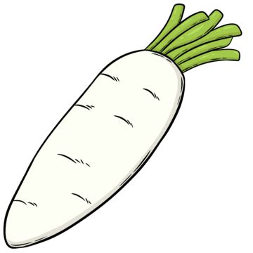 A White Radish Radish Icon Vegetables PNG Transparent Image And