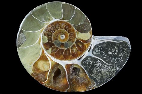 3.65" Thick Ammonite (Anapuzosia) Fossil Half (#88026) For Sale ...