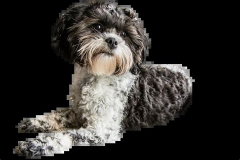 Shih Poo Designer Breed: Characteristics, Care, Grooming, and Training ...