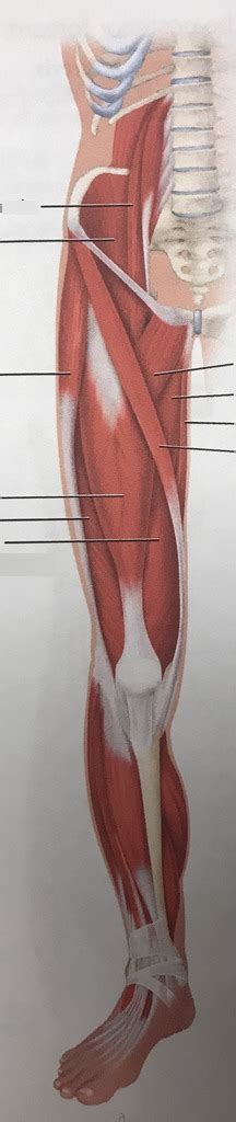 Skeletal Muscles Acting On The Hip Thigh Anterior Part 1 Diagram