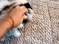 Cute Animals Skunk GIF - Find & Share on GIPHY