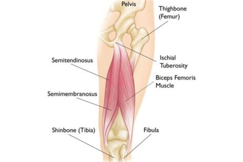 Hamstring Injuries Sportsmed Mosgiel Physiotherapy