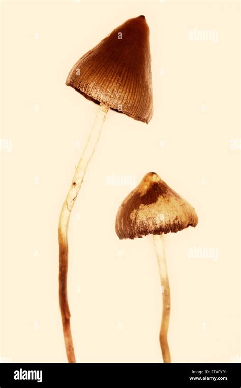 Psilocybe Semilanceata Liberty Cap Stock Photo Alamy