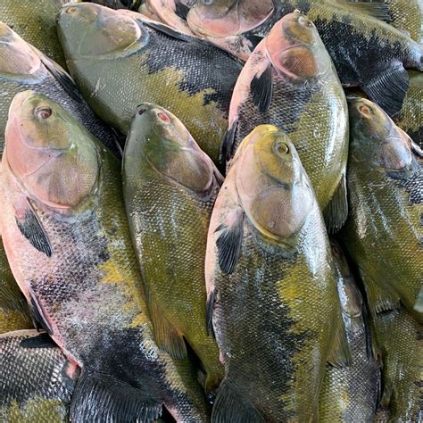 Feira Do Tambaqui De Manejo Da Rds De Mamirau Acontece Neste Fim De