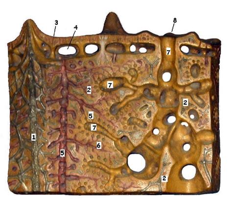 Bioimagen Esponja Leuconoide Porifero Molde De Escayola Autor