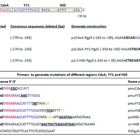 Plasmid Constructions In The EhPgp5 Gene Core Promoter A Schematic