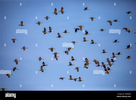 A Flock Of Migratory Birds Flying Over The Sky Of Jahangirnagar