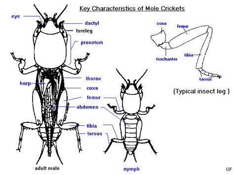 Mole Cricket Anatomy