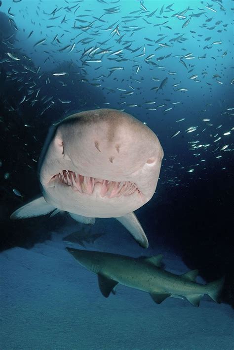 Gallery Protecting The Grey Nurse Shark Australian Geographic