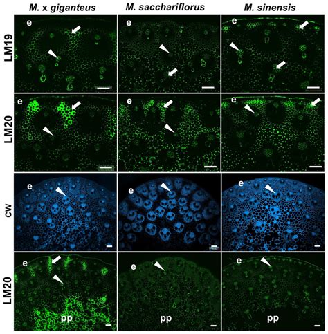 Fluorescence Imaging Of Cell Walls Of Equivalent Transverse Sections Of