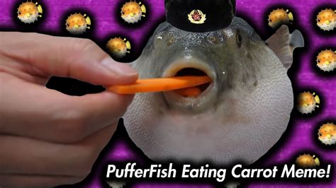 Puffer Fish Eating Carrot Meme Dank Memes Of November YouTube