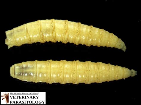 Cochliomyia Sp Flies Monster Hunter S Guide To Veterinary Parasitology