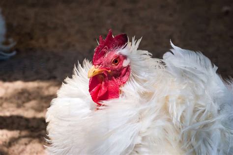 Frizzle Chicken Complete Breed Info And Care Guide