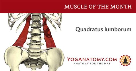 Quadratus Lumborum (QL) - Anatomy of the Muscle for Yoga