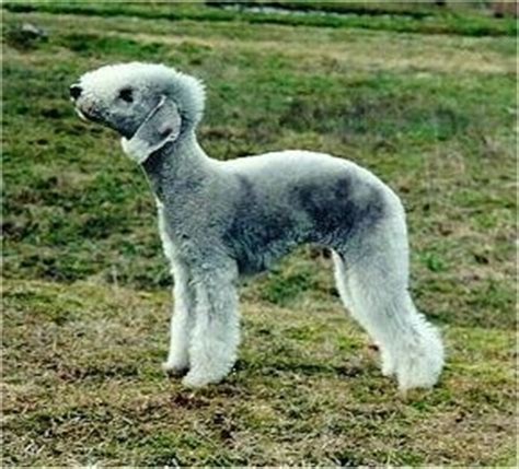 quinn kepler: Bedlington Terrier puppies for