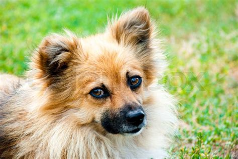 Hund liegt auf dem grünen Rasen Stock Bild Colourbox