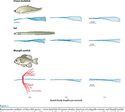 Pdf Fish Locomotion Recent Advances And New Directions Semantic