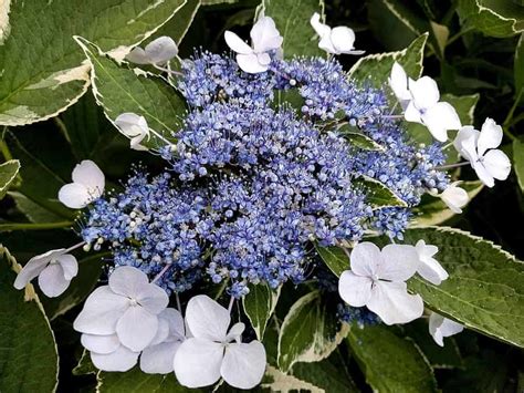 Nikko Blue Hydrangea Care Guide Plantly