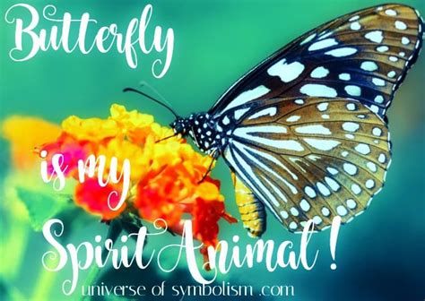 Butterfly Symbolism & Spiritual Meaning | Butterfly Spirit Animal