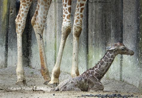 Giraffe Gives Birth On Exhibit — KAREN PULFER FOCHT -Photojournalist