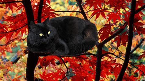 Fall Cat Wallpaper