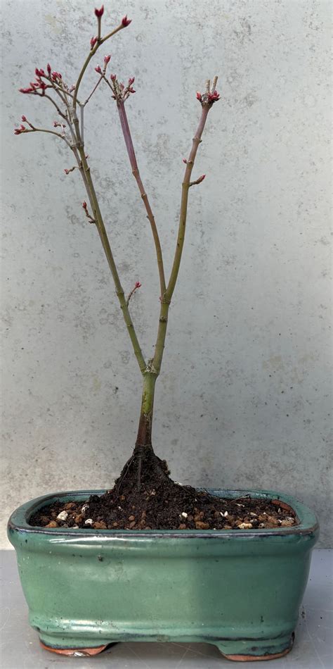 Acer Palmatum Bonsai Trees - Bonsai2U