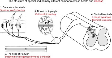 The Structure Of Sensory Afferent Compartments In Health And Disease