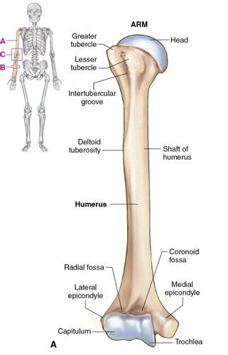 A P Upper Extremity Humerus Shoulder Girdle Flashcards Quizlet