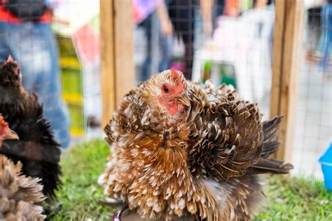 Frizzle Chicken All You Need To Know: Types, Eggs And More… | Chickens ...