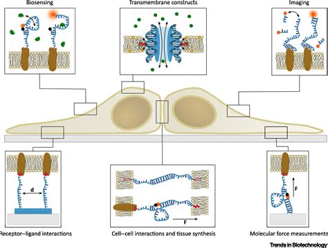 Functionalization Of Cellular Membranes With DNA Nanotechnology Trends