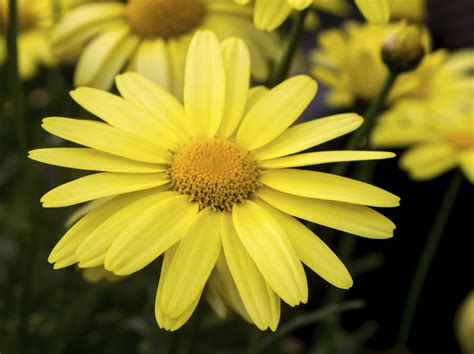 Arnica Plant Care Learn How To Grow Arnica Herbs Medicinal Herbs