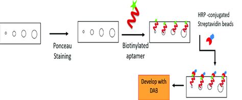 1 Schematic Overview Of Dot Blot Assay Download Scientific Diagram