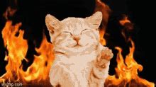 Cat Fire GIFs | Tenor