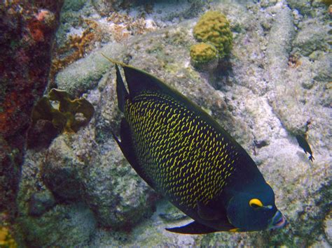 BONAIRE SNORKELING | Bonaire, Snorkeling, Favorite places