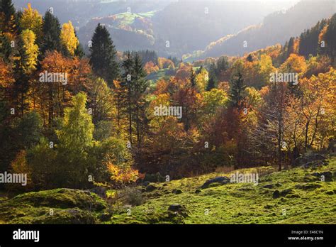 Autumn Black forest Germany Coloured leaves Feldberg Schwarzwald Stock ...