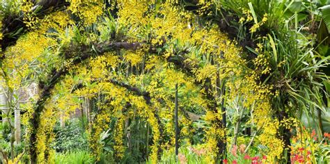 The Best Bellagio Conservatory Botanical Gardens Sightseeing