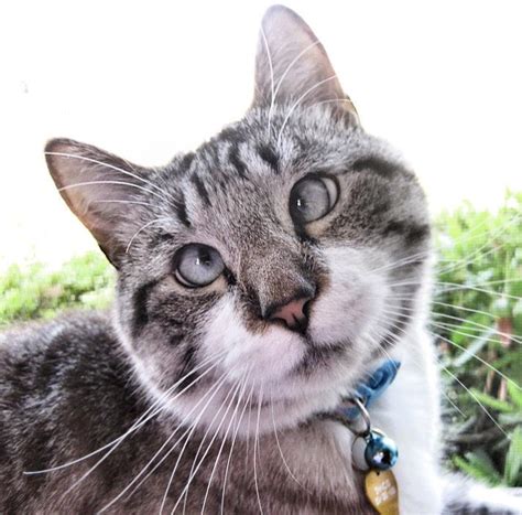 Meet Spangles The Cutest Crossed Eyed Cat Youll Ever See 9 Pics