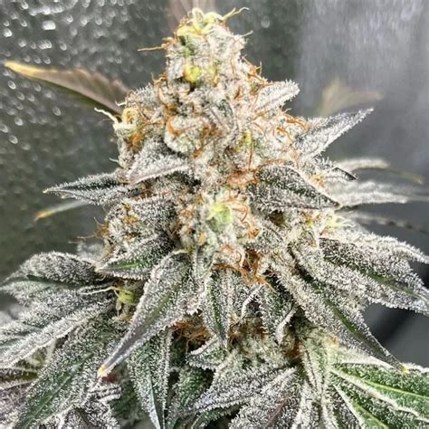 Cookie Sour Diesel Feminized Seeds The Seed Connect