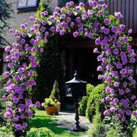 Rare Seeds Purple Climbing Rose Seed Flower For Planting Etsy