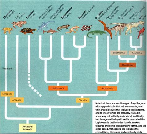 Reptile Evolution