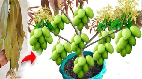 How To Grow Mango Tree From Cutting Using Aloe Vera And Egg To Growing