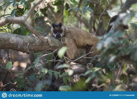 Brown Striped Tufted Capuchin Monkey Stock Image Image Of Attitude