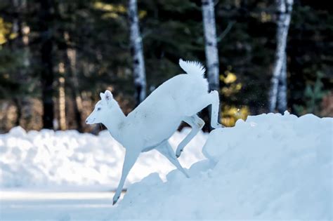 A White Doe Crosses A Road Friday Feb 14 2020 In Boulder Junction