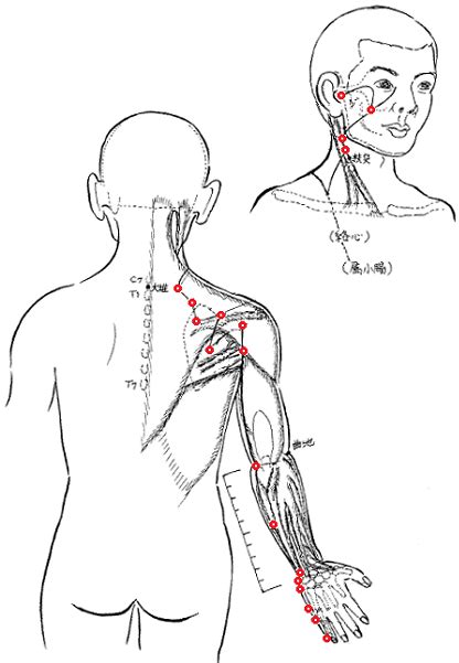 Small Intestine Meridian and Acu points | Meridian, Mudras, Acupuncture